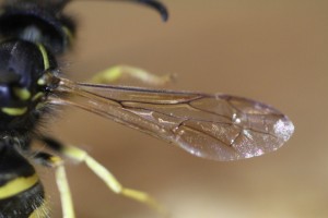 Les ailes des Hymenoptera sont complètement membraneuses