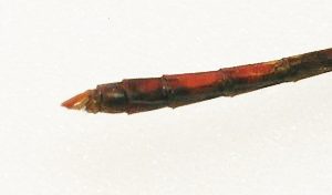 Figure 7 : Photographie des appendices anneaux de Sympetrum vicinum