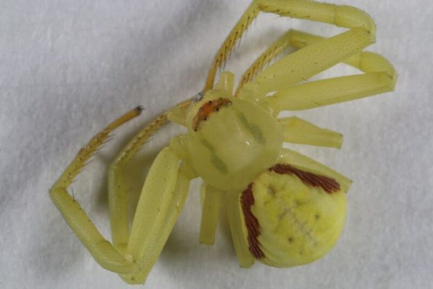 Misumena vatia (Clerck 1757)